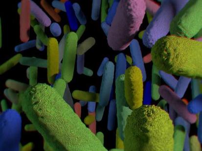 Le  microbiote est évoqué dans de nombreuses maladies