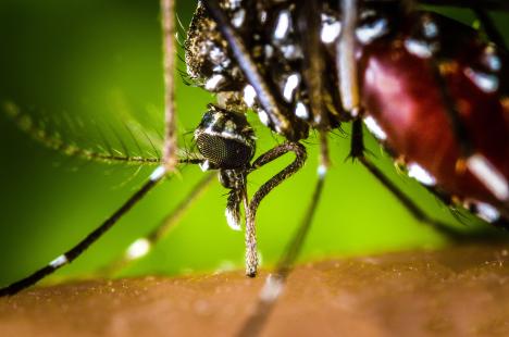 Le moustique tigre est, avec Aedes aegypti, le vecteur du virus Zika