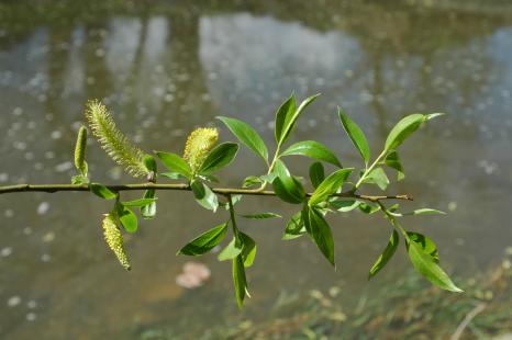 Saule blanc, Salix alba, Salicacées