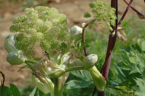 Angelica archangelica, Apiacées