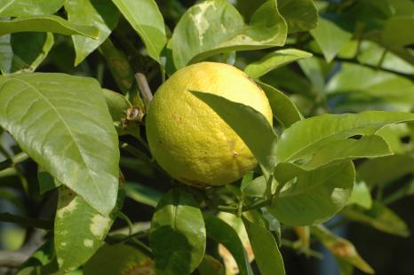 Bergamotier, citrus bergamia (Rutacées)
